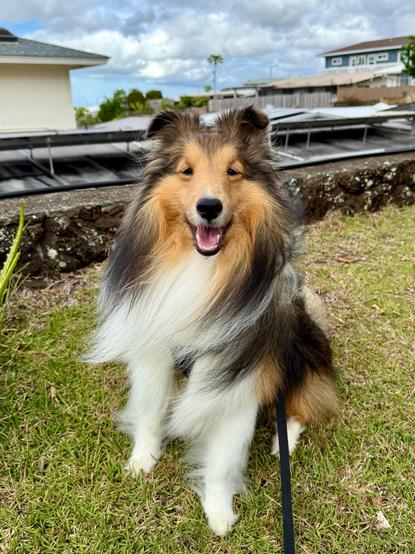 Bailey, a Shetland Sheepdog, squints in the bright morning light.