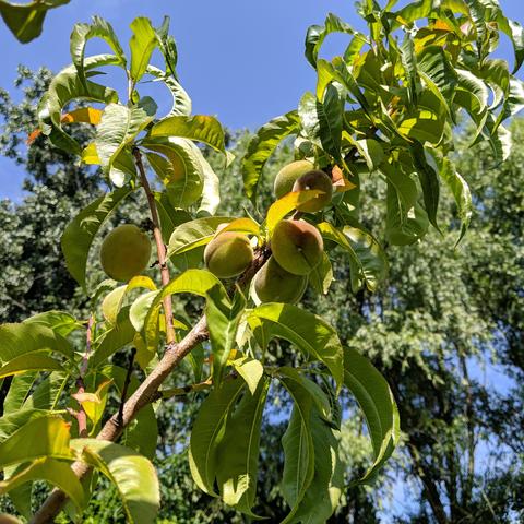 Peaches on a peach tree, they are yellowish green with some reddish blush on some. They are not ripe.