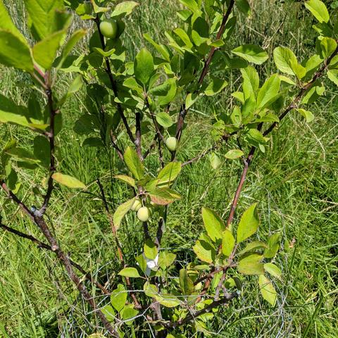 A small European type plum tree with some plums on it. The tree has a chicken wire and welded wire cage around it to protect it somewhat from geese.