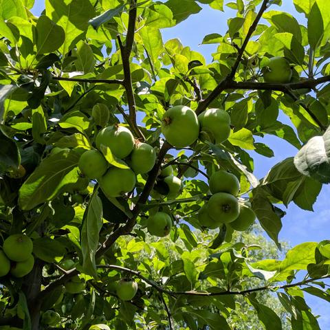 Gravenstein apples as viewed from below. They are clustered and in need of thinning. They are about golf ball size and light green colored.