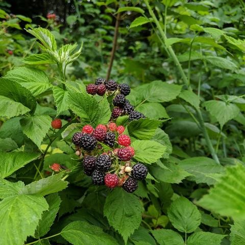 A photo of black caps, or black raspberries. They are very dark purple in color when ripe. There are some ripe ones and red ones that are not ripe shown in the photo. There is the plants foliage all around.