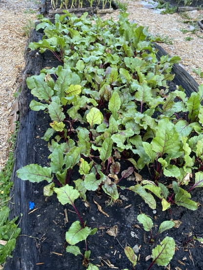 Garden bed full of beets