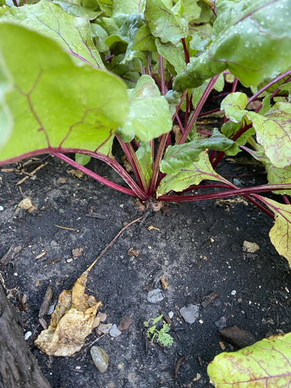 Close up of beet