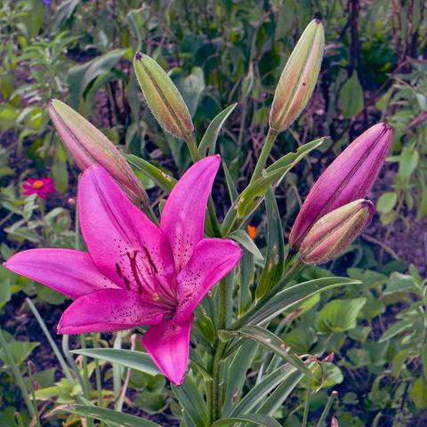 Large lily with six petals with another one about to open and four pods that will take a while longer to bloom with another purple and red composite way in the background.