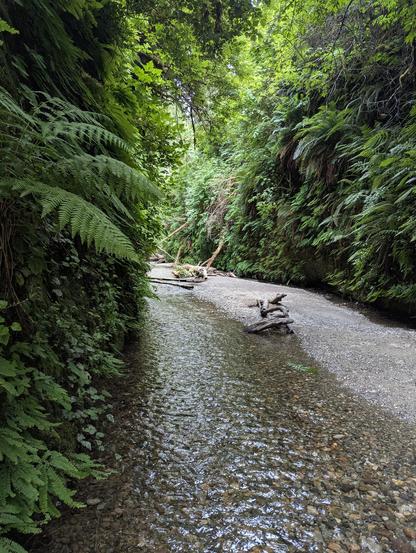 Fern canyon