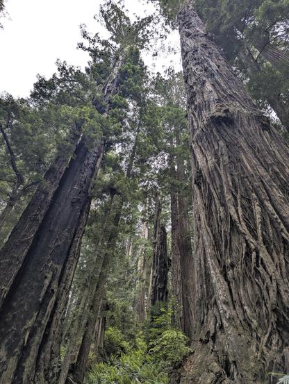 Big redwoods
