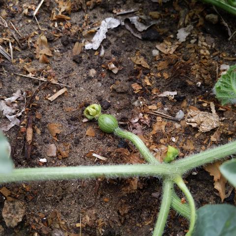 A baby Sugar Baby Watermelon. It is pea sized and sorta striped. If it doesn't grow it's not pollinated.