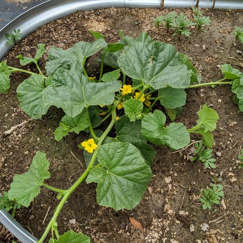 A cantaloupe type melon plant with lots of small yellow flowers. It is vining out in several directions. There are many marigold seedlings in the bed with it.