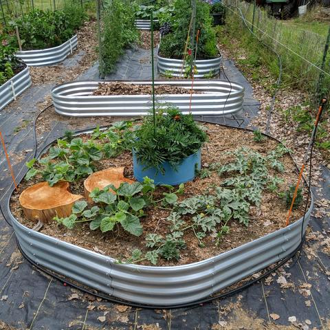 A hexagon shaped  metal raised bed with melon plants in it. There are 3 honeydew melon plants and three watermelon plants. In the middle is a large half buried blue barrel planter that has marigolds, fireweed, and a tomato plant in it. The raised bed has 3 orange stakes with micro-rotator sprinklers on them. Beyond the hexagon bed is a 9x3 foot bed that is empty except for the pile of dirty leaves and debris in it. This will be a strawberry bed that can be covered easily to protect against the American Robins and California Quail or chickens when mr. gardener leaves the gate open.