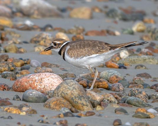 A Killdeer with a small bug caught in its beak, surrounded by smooth beach rocks in sand. 
