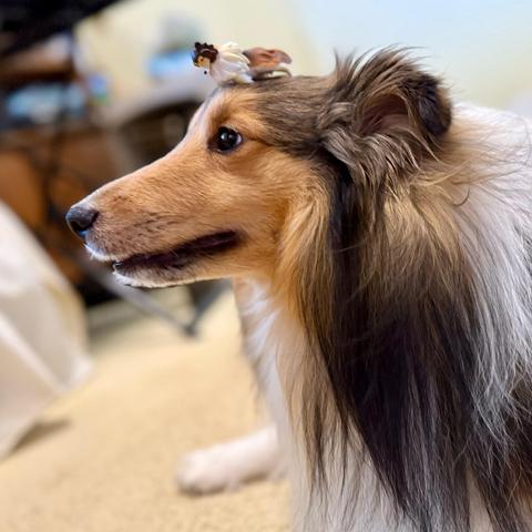 Bailey, a Shetland Sheepdog, with a small figurine of a Sheltie in a breeze on his head.