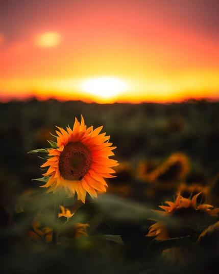 An orange sunflower in full bloom highlighted by sunset which looks like a giant explosion...