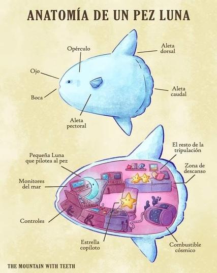 La imagen es una ilustración de un pez luna, mostrando su anatomía externa e interna de forma creativa.  La anatomía externa se muestra en la parte superior, nombrando las aletas, el ojo, la boca y el opérculo.  La parte inferior muestra el interior del pez como si fuera una nave espacial, con una tripulación de estrellas, controles, monitores y una zona de descanso, presentando un concepto imaginativo y fantasioso.
