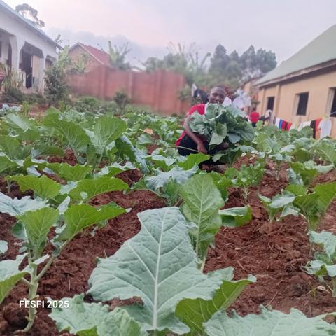 Old vegetables ready for harvest.