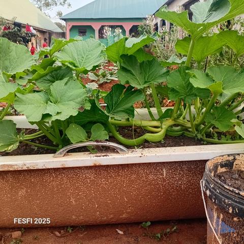 Very healthy squash just 2 months old.