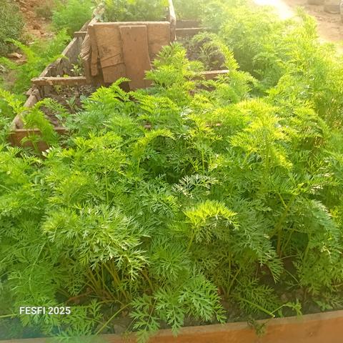 Very healthy 1 and a half months carrots 