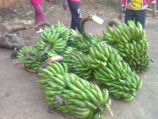 A bountiful harvest of bananas from the garden.  Just ready for  eating .
