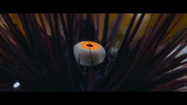 A screenshot from Ocean with David Attenborough documentary showing a mysterious, round, white creature with orange ring at the top with darker center, like an iris of an eye, surrounded by dark grass-like blades.