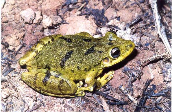 A lime-green frog with short black stripes running diagonally on its back sits on  reddish soil with lots of twigs.