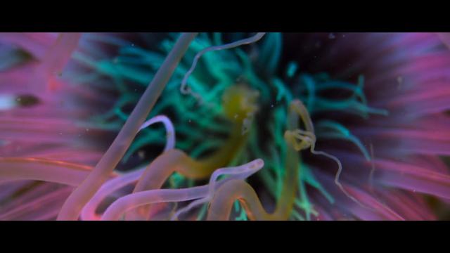 A screenshot from Ocean with David Attenborough documentary showing a living green tangle and pink tentacles.