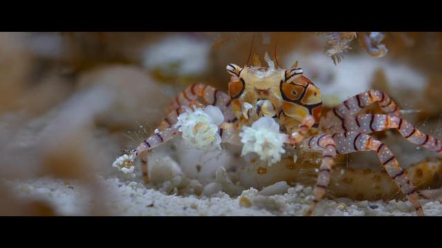 A screenshot from Ocean with David Attenborough documentary showing an orange boxer crab with white spots over his body holding two poisonous anemones for self-defence.