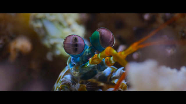 A screenshot from Ocean with David Attenborough documentary showing a peacock mantis shrimp.