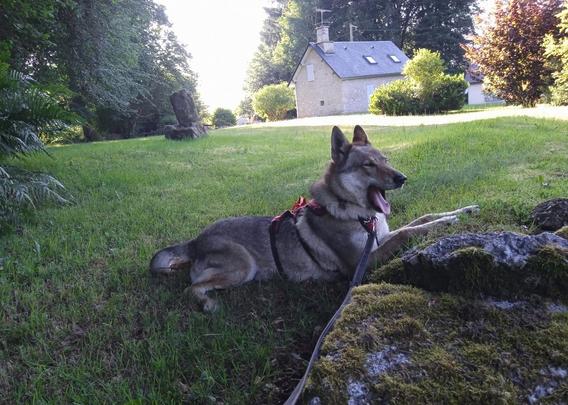 Same dog tongue out yawning.