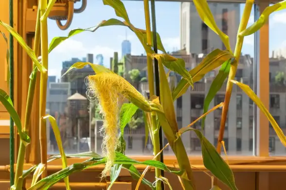 Image: Corn growing in the Irene Rose Sohn Zegar Memorial Greenhouse on the top floor of NYU’s Center for Genomics and Systems Biology. Credit: Tracey Friedman/NYU 
