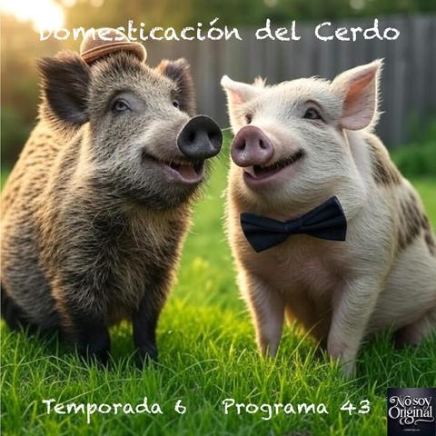 Domesticación del Cerdo
La domesticación del cerdo no fue algo intencionado sino casual. No fueron los humanos los que buscaron domesticarlo sino que fue al revés. Si te has preguntado por qué en algunas zonas los Jabalís se acercan a buscar comida o bañarse en playas podrás entenderlo con esta entrada.
https://www.spreaker.com/episode/domesticacion-del-cerdo--66545595
#cerdo #domesticación #animales #historia #neolítico #podcast #NoSoyOriginal 