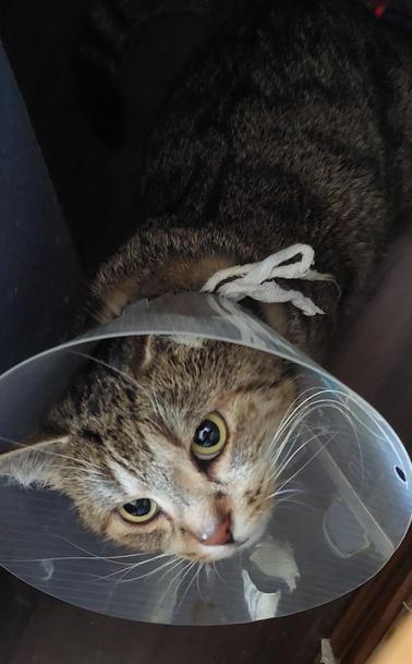 Kitty mit etwas Frischkäse an der Nase steht zwischen zwei Sesseln, hinter denen sie sich gerne versteckt und sieht niedlich nach oben, wobei sie den Trichter um den Hals trägt.