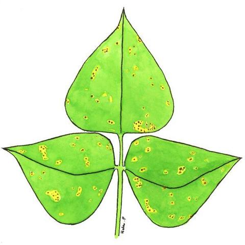 The painting shows a trifoliate runner bean (Phaseolus coccineus) leaf. The three leaflets have many yellow, roughly circular, chlorotic lesions with reddish-brown centres