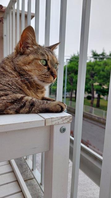 ALT

Una gata de pelaje marrón y rayas está sentada en un balcón, apoyada en la barandilla blanca. Su mirada está dirigida hacia la derecha, con los ojos verdes brillantes y las orejas erguidas, mostrando una expresión atenta. La gata tiene las patas delanteras cruzadas sobre la barandilla, y su pelaje tiene un patrón de rayas distintivo. El balcón tiene una estructura de madera blanca con barandillas metálicas verticales. Al fondo, se puede ver una calle con árboles verdes y un cielo nublado. La escena transmite una sensación de tranquilidad y observación.