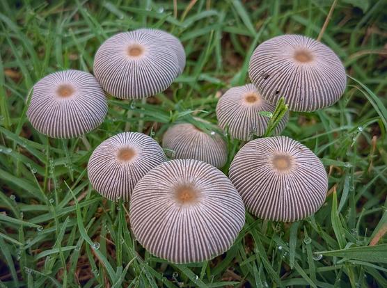 A clump of eight little striated tan mushrooms with warm brown centers nestled in dewy morning lawn grass.