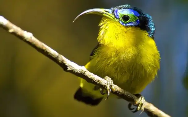 Der Kurzschnabel-Nektarjala (Bild) ist ein funktionell einzigartiger Vogel, der ausschließlich in den Bergregenwäldern Madagaskars lebt. Laut der neuen Studie könnte der Verlust solcher spezialisierten Arten einen überproportionalen Rückgang ökologischer Funktionen bedeuten – selbst wenn sie nur einen kleinen Teil der Artenvielfalt ausmachen. Sein Aussterben würde also mehr kosten als nur eine Art.