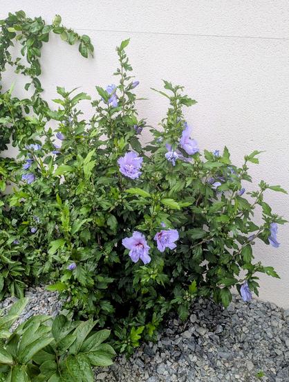 Buisson d'hibiscus bleu indigo