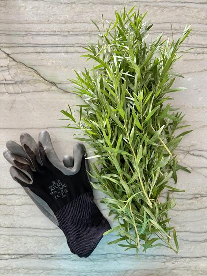 A huge bundle of tarragon, twice the size of a pair of large garden gloves