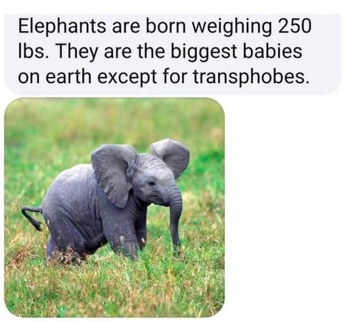 Alt text: A meme featuring a baby elephant walking in a grassy field. Above the image, text reads: “Elephants are born weighing 250 lbs. They are the biggest babies on earth except for transphobes.” The tone is humorous and sarcastic, using a factual elephant fact to call out transphobia.