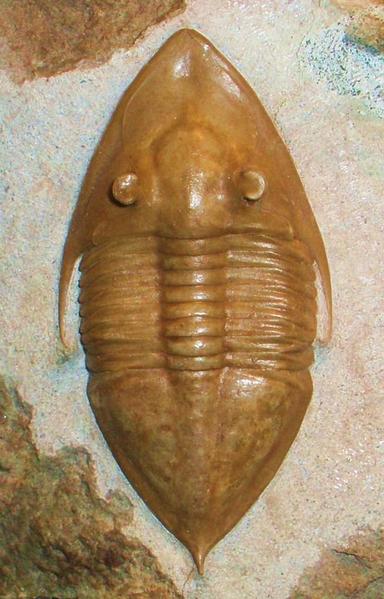 Trilobite fusiforme.