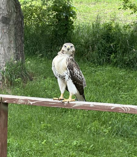 A proud looking red tailed hawk sitting on a railing and looking directly at the camera.