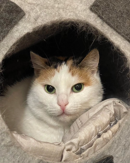 A calico cat with green eyes sits in a grey cat bed, looking forward.