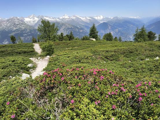 A wonderful meadow in the swiss Alps with snow covered mountain's in the background