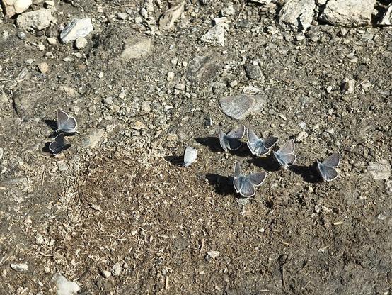 A group of Butterflies drinking water