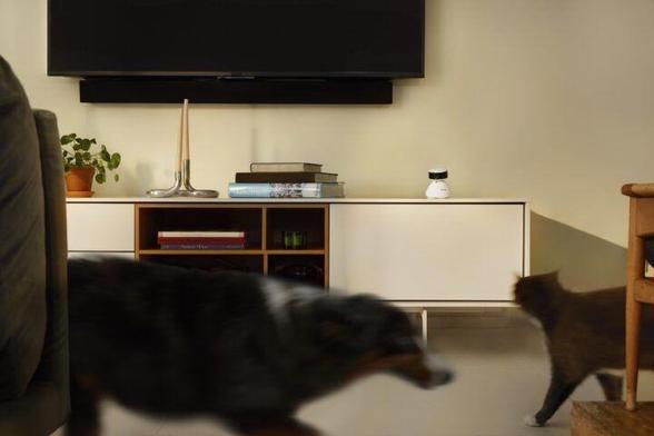 Your Pets are Important, Keep an Eye on Them With Petlibro's New Camera
