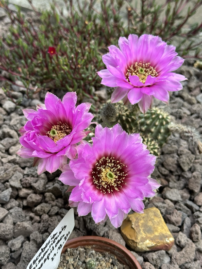 Dunkelgrüner  Kaktus mit vielen einzelnen Kugeln und kurzen weißen am Habitus entlang liegenden Stacheln. Drei riesengröße pinkfarbene Blüten voll geöffnet wachsen trompetenartig aus ihm heraus.