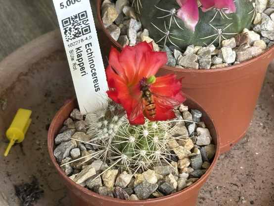 sehr stacheliger Minikaktus mit großer dunkelroter Blüte an der gerade eine Wildbiene Pollen sammelt.