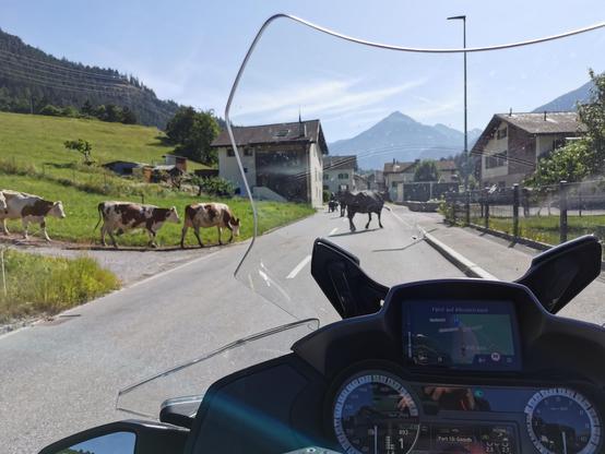 Kühe kreuzen die Fahrbahn in einem Dorf. Im Vordergrund Motorradinstrumente.