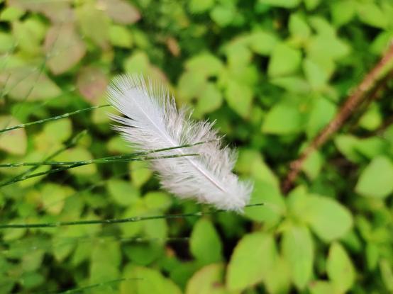 A pale feather, caught suspended in the fronds of a nearby plant.