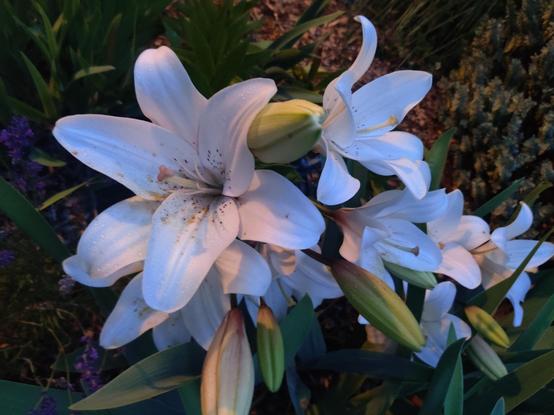 Dappled shadows illuminate a cluster of blooming white lilies.