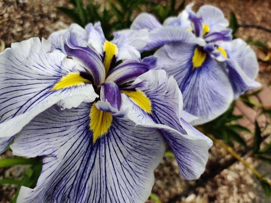 Two big dramatic irises say hello with audible haughtiness.