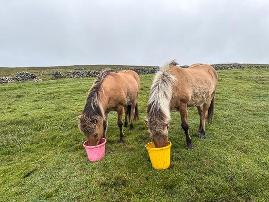 Horses eating from buckets